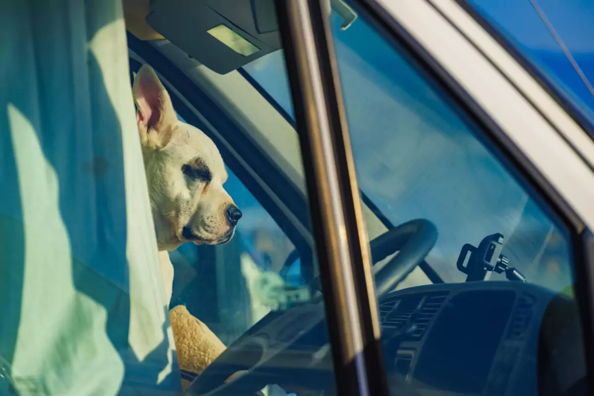 Hund im Wohnmobil